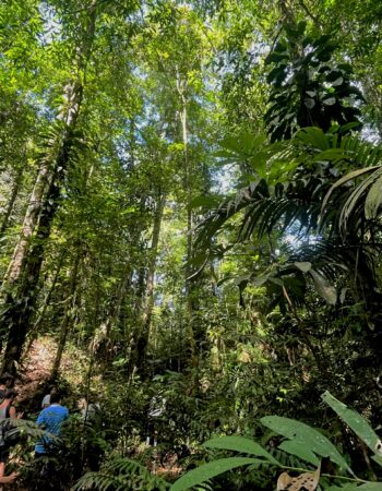 Quale politica per le foreste?