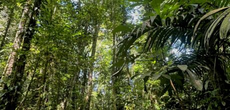 Quale politica per le foreste?